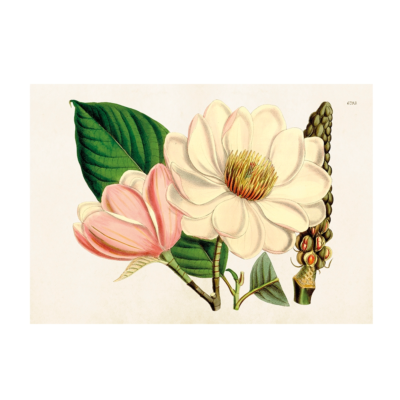 Poster från Sköna Ting med motiv av en rosa Magnolia.