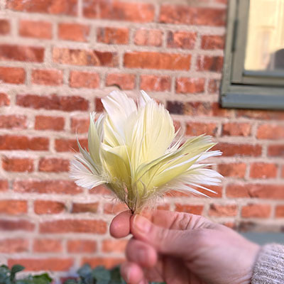 Ljusgula fjäderblommor för dekoration.