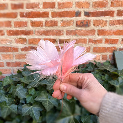 Ljusrosa fjäderblomma för dekoration.