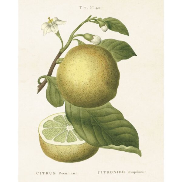 Poster “Citrus”