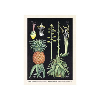 Poster med bild på ananas