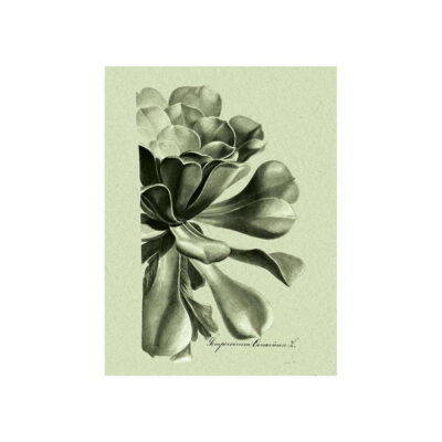 Poster med bild på botaniska illustrationer i gröna toner