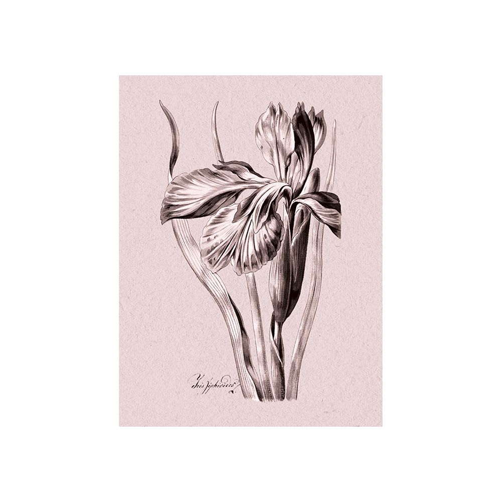 Poster med bild på botaniska illustrationer