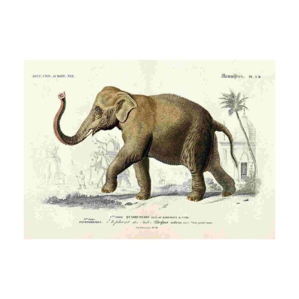 En stor poster i vintagestil med en elefant.