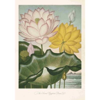 Poster med bild på indisk lotus