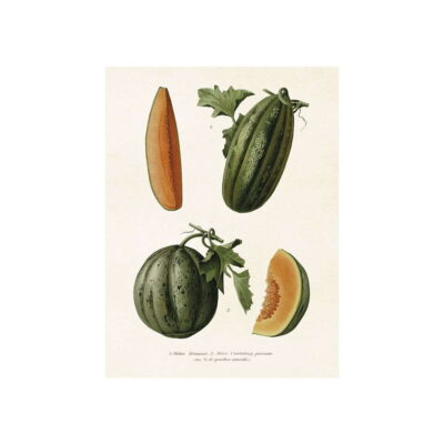 Poster med bild på melon