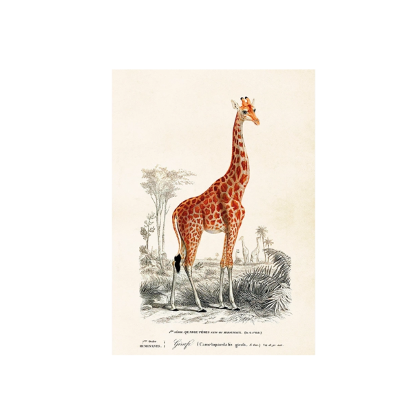 Poster från Sköna Ting med en giraff som motiv.