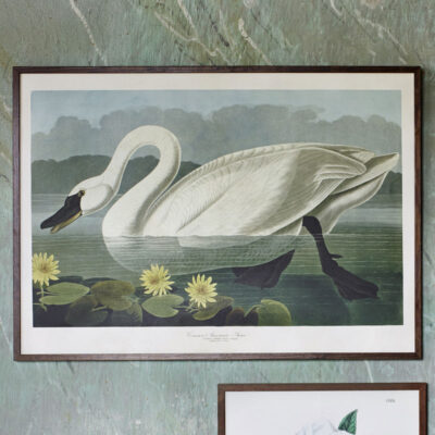 Poster i vintagestil med motiv av en vacker Svan.