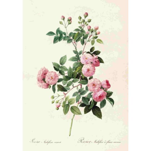 Poster i vintagestil med rosa rosor på kvist.
