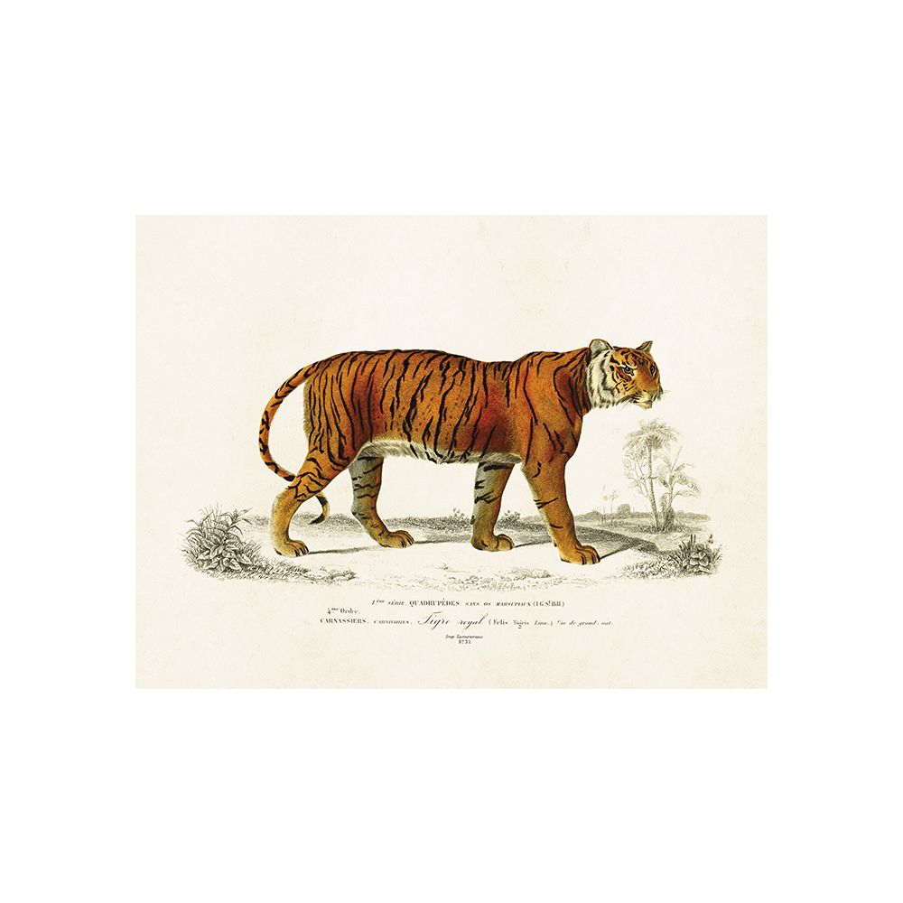 Poster med bild på tiger