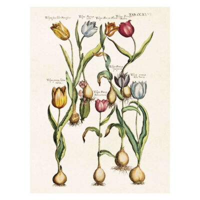 Poster med bild på tulpaner