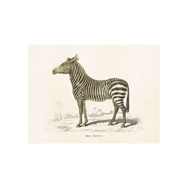 Poster med bild på zebra
