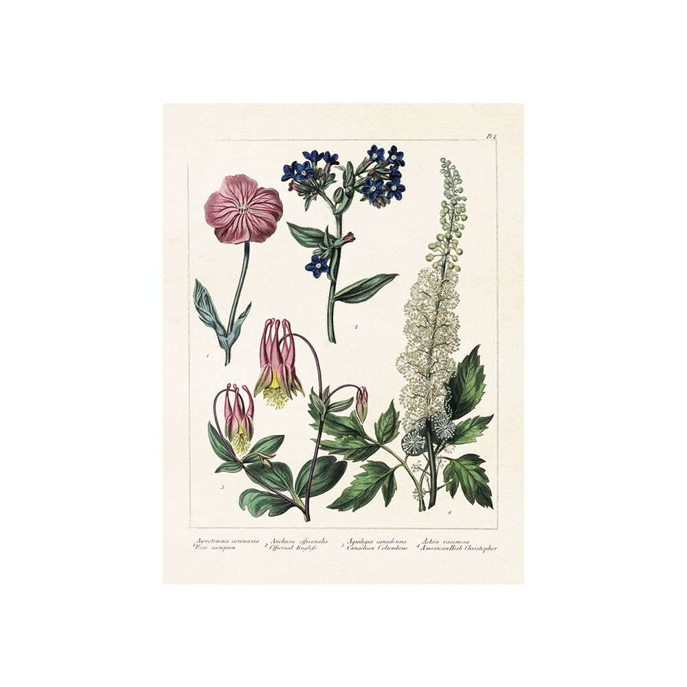 Poster med bild på ängsblommor