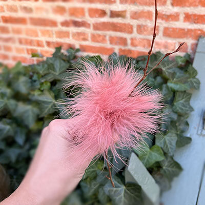 Rosa bollvippor på en gren till påsk.