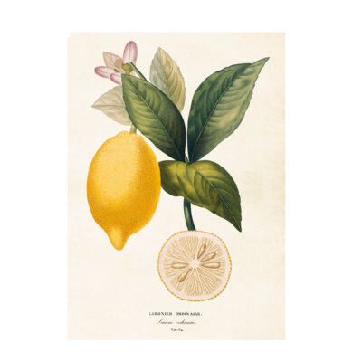 Poster med citron