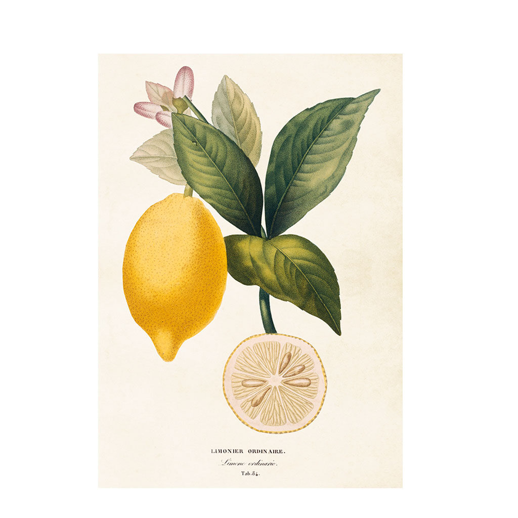 Citron på kvist