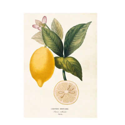 Citron på kvist