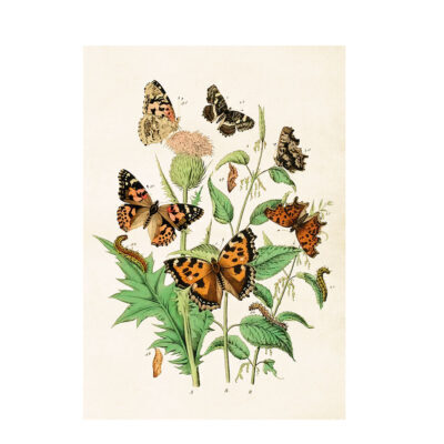 Poster mellan vackra fjärilar