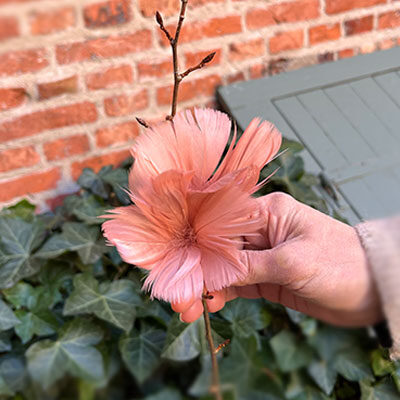 Gammelrosa fjäderblommor på en gren.