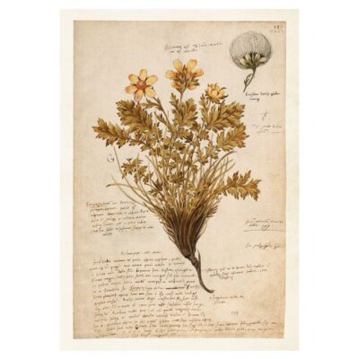 Poster - Anno 1550, 35x50cm