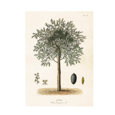 Poster från Sköna Ting med ett vackert Olivträd i vintagestil som motiv.