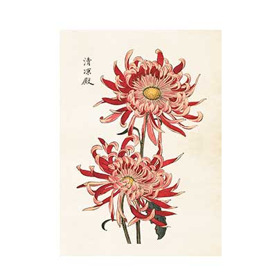 Poster från Sköna Ting med motiv av två rosa Krysantemum.