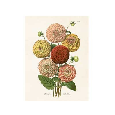 Poster från Sköna Ting med motiv av en bukett Dahlia.
