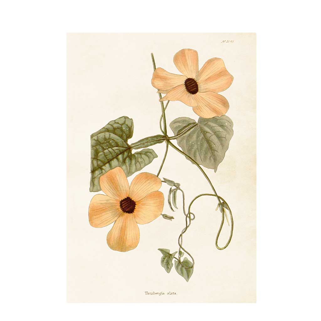 Poster i vintagestil med den fina blomman Svartöga.