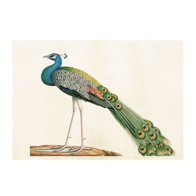 Poster från Sköna Ting med en vacker och färggrann Påfågel.