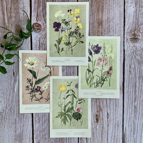 Fyra vykort med motiv av blommor från svenska ängar.