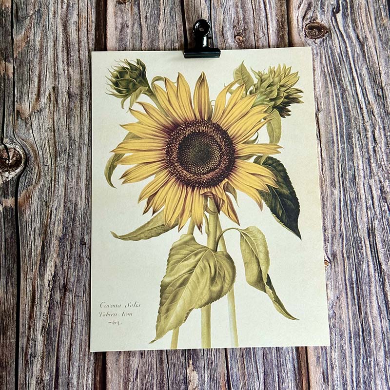 Poster - Solros, 18x24cm - Bild 2