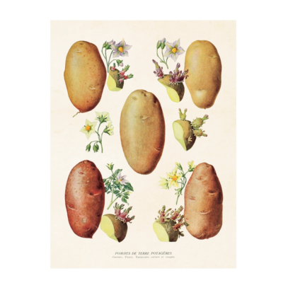 En liten poster från Sköna Ting med motiv av en potatis.