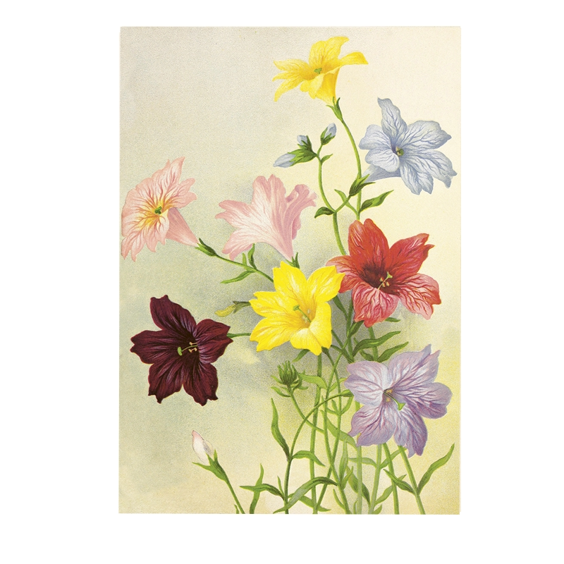 Poster med Trumpetblommor i olika färger, typisk vintagekänsla i bilden.