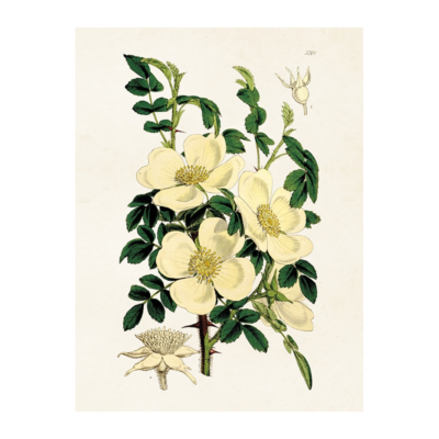 Klassisk vintageposter med motiv av en vit blommande rosenkvist.