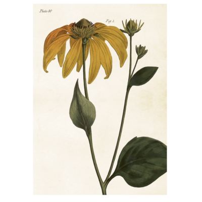 Poster i vintagestil med ett motiv av en gul Rudbeckia.