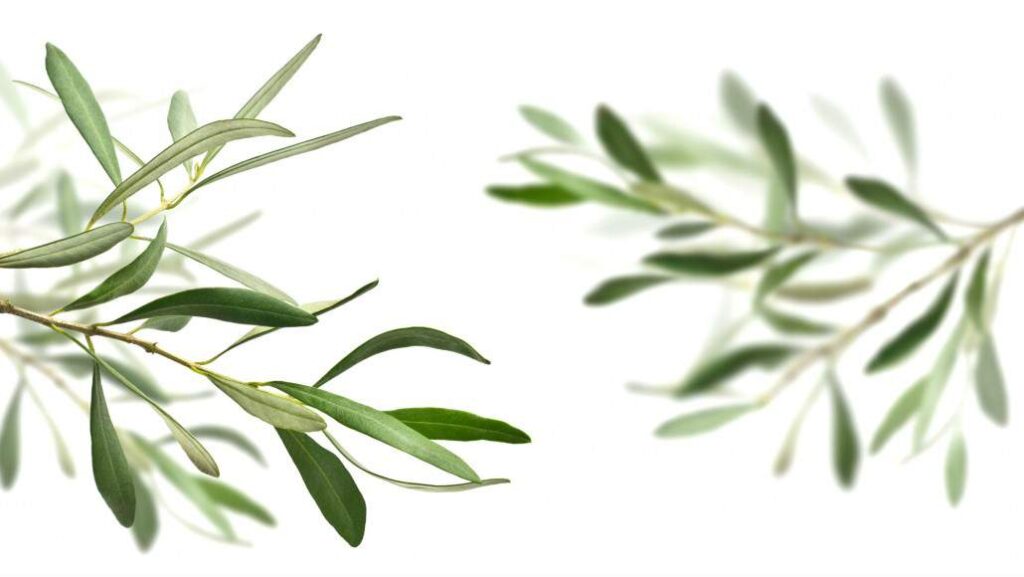 Olivolja etc 1030x580