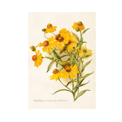 Poster från Sköna Ting med blomman Solbrud Helenium.
